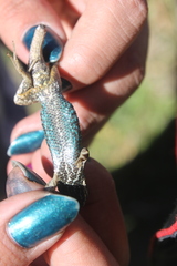 Sceloporus bicanthalis
