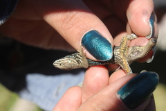 Sceloporus bicanthalis