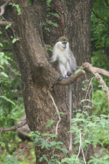 Chlorocebus aethiops