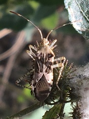 Hypselonotus punctiventris