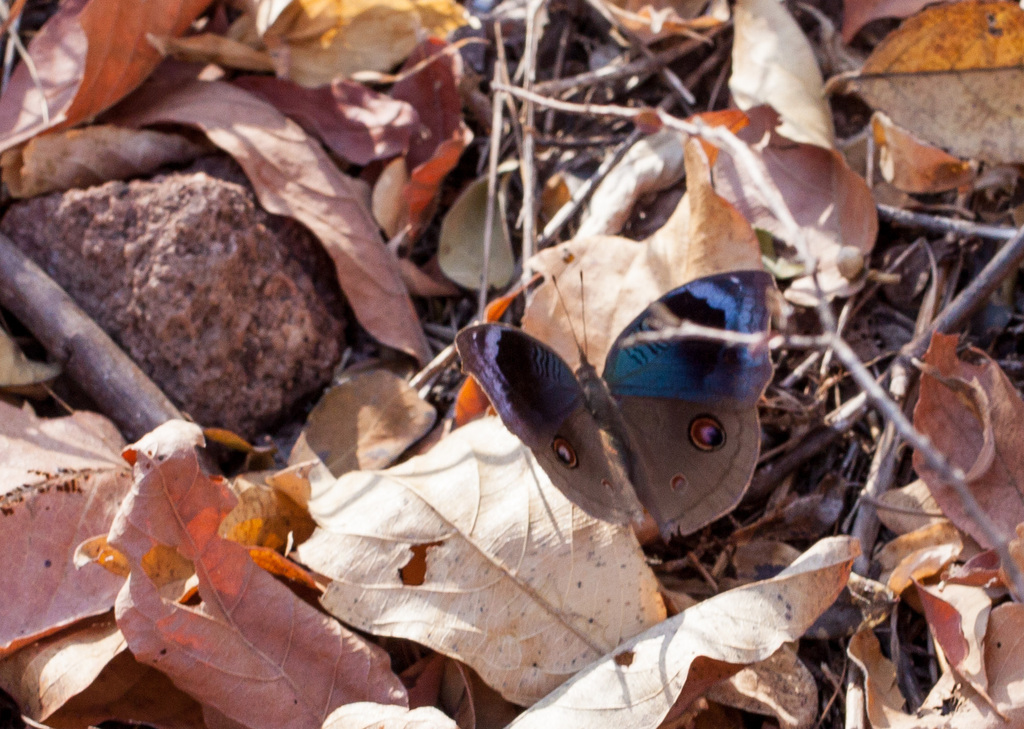 African Pansy