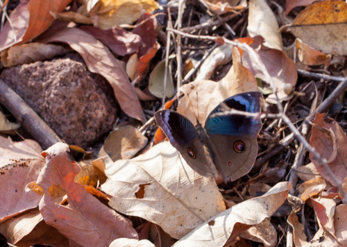 African Pansy