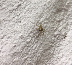 Saitis variegatus