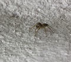 Saitis variegatus