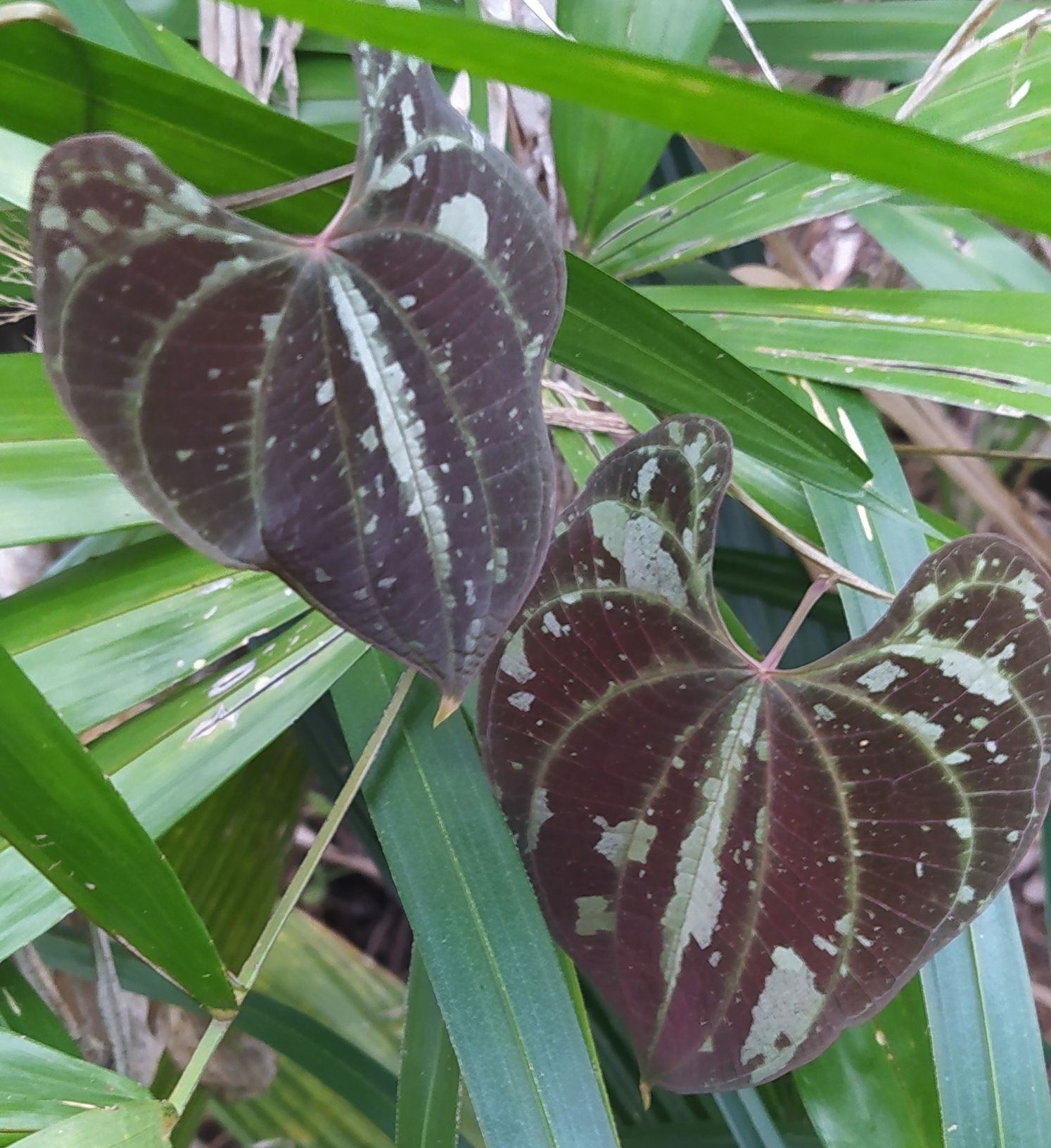 Dioscorea dodecaneura