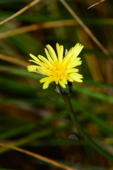 Microseris scapigera