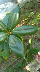 Quercus sessilifolia