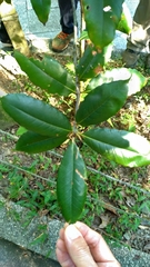 Quercus sessilifolia