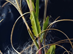Epilobium hirtigerum