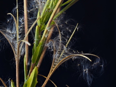 Epilobium hirtigerum