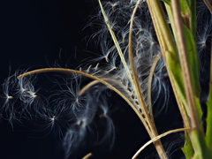 Epilobium hirtigerum