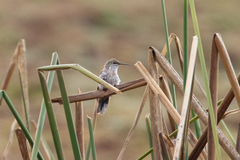 Oreotrochilus melanogaster