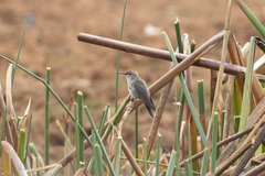 Oreotrochilus melanogaster