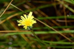 Microseris scapigera
