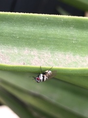 Anthomyia silvestris