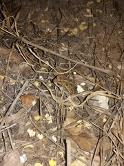 Incilius mazatlanensis