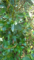 Cinnamomum yabunikkei