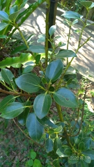 Cinnamomum yabunikkei