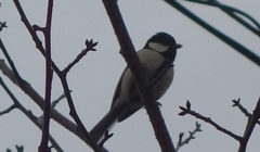 Parus minor