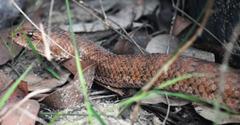 Acanthophis antarcticus