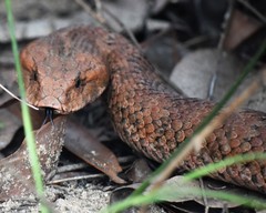 Acanthophis antarcticus
