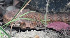 Acanthophis antarcticus