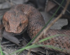 Acanthophis antarcticus