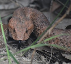 Acanthophis antarcticus