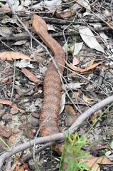 Acanthophis antarcticus