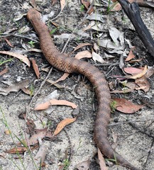 Acanthophis antarcticus