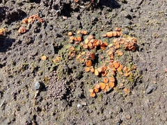 Anthracobia muelleri