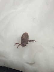 Rhipicephalus sanguineus