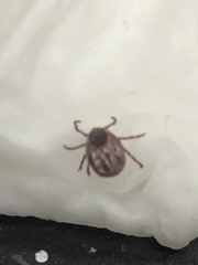 Rhipicephalus sanguineus