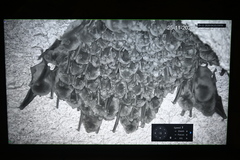 Miniopterus orianae