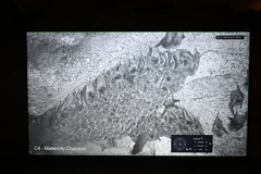 Miniopterus orianae