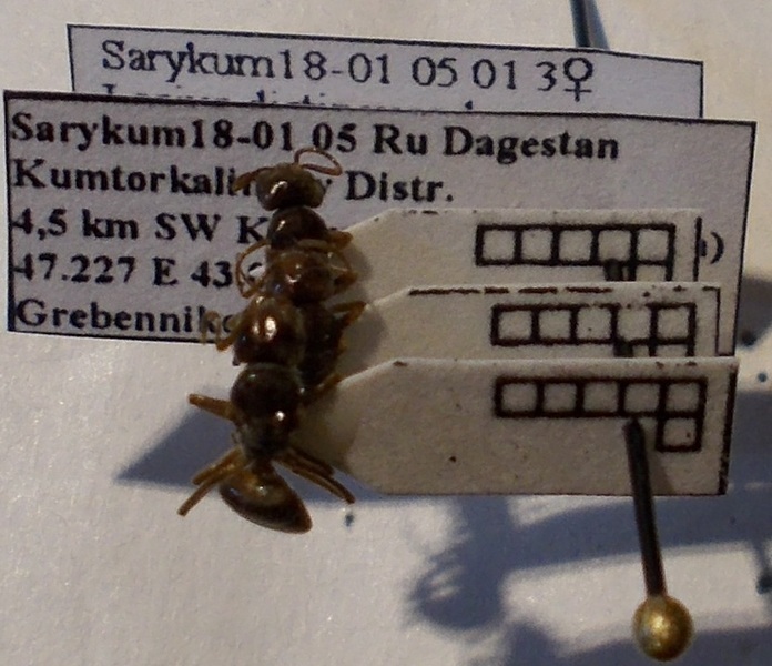 Lasius distinguendus