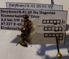 Lasius distinguendus