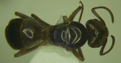 Lasius distinguendus