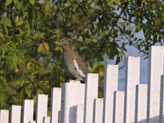 Zenaida asiatica
