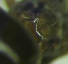 Lasius distinguendus