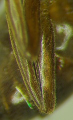 Lasius distinguendus