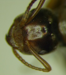 Lasius distinguendus