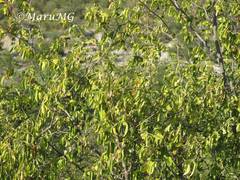 Neopringlea integrifolia