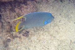 Holacanthus bermudensis