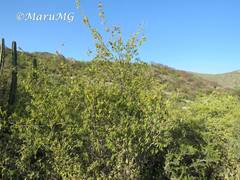 Neopringlea integrifolia