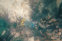 Holacanthus bermudensis
