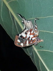 Sarota chrysus