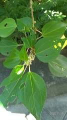 Pipturus arborescens