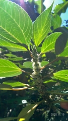 Pipturus arborescens