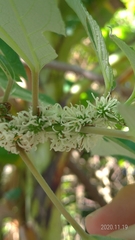 Pipturus arborescens